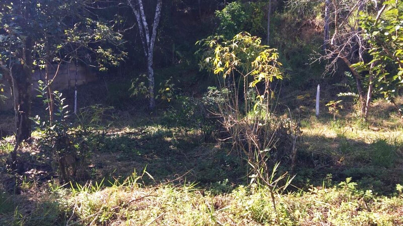 Terreno plano de 309,54 m² no Morro Chic